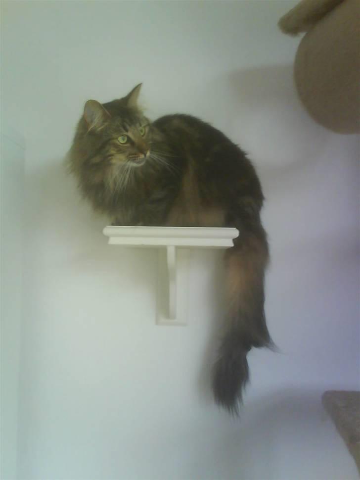 Norsk Skovkat Bella - På sin hylde billede 15