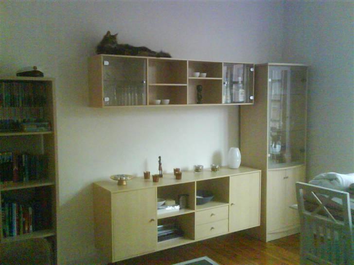 Norsk Skovkat Bella - På reolen :) billede 16