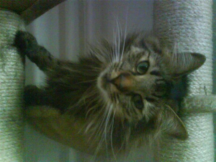 Norsk Skovkat Bella - Gør sig til :) billede 17