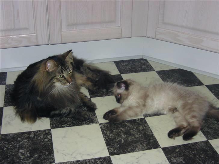 Norsk Skovkat Bella - 02.05.09 Bella og Bertha billede 18