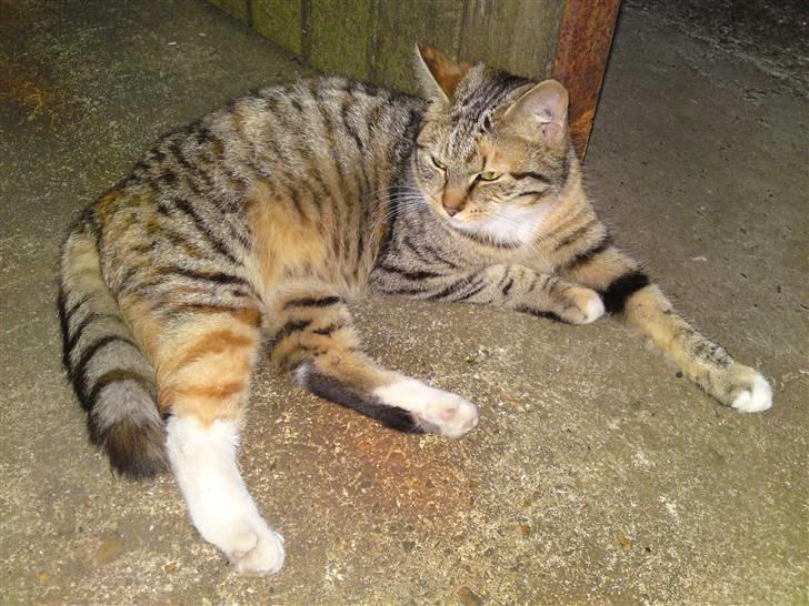 Blanding af racer Mille billede 1