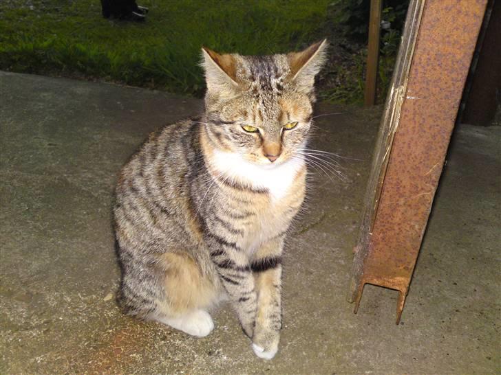 Blanding af racer Mille billede 2