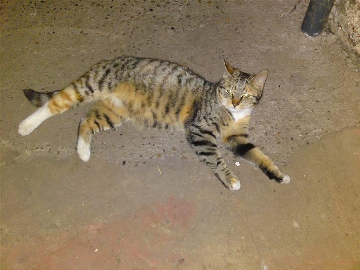 Blanding af racer Mille billede 3