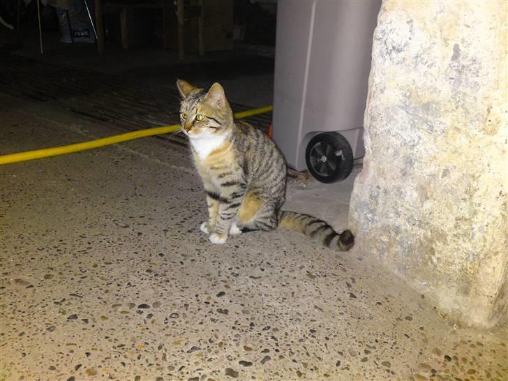 Blanding af racer Mille billede 4