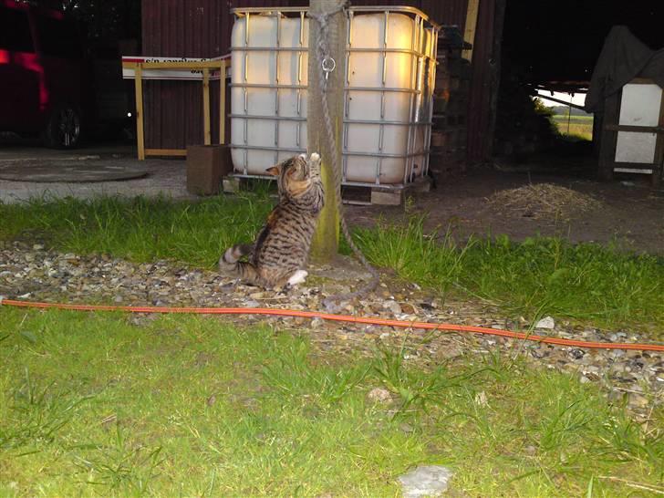 Blanding af racer Mille billede 5