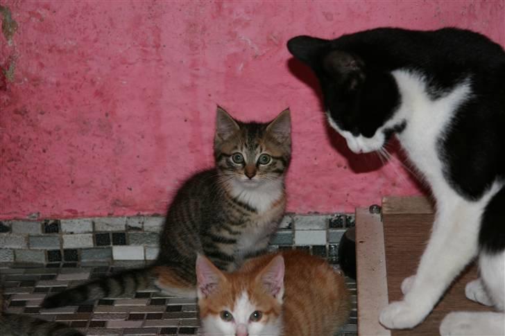 Blanding af racer Mille - En lille Mille, bror Tarzan ligger foran. Pjevs sidder og holder øje med dem. :o) billede 6