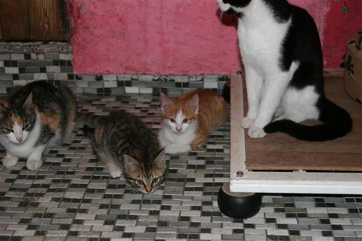 Blanding af racer Mille - En lille Mille med mor Baby ved venstre side og bror Tarzan ved højre side. :o) billede 7