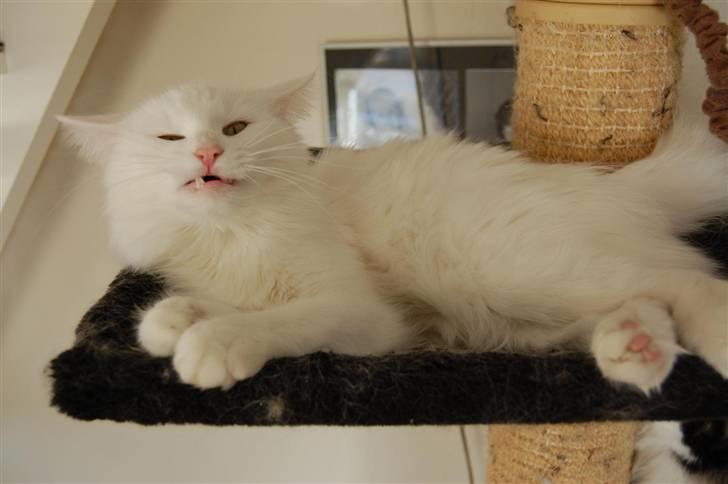 Norsk Skovkat Ice billede 6