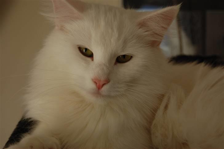 Norsk Skovkat Ice billede 7