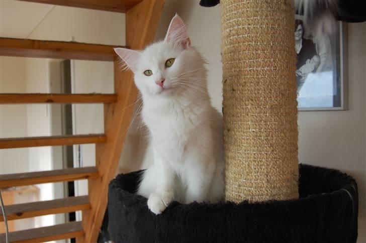 Norsk Skovkat Ice billede 8