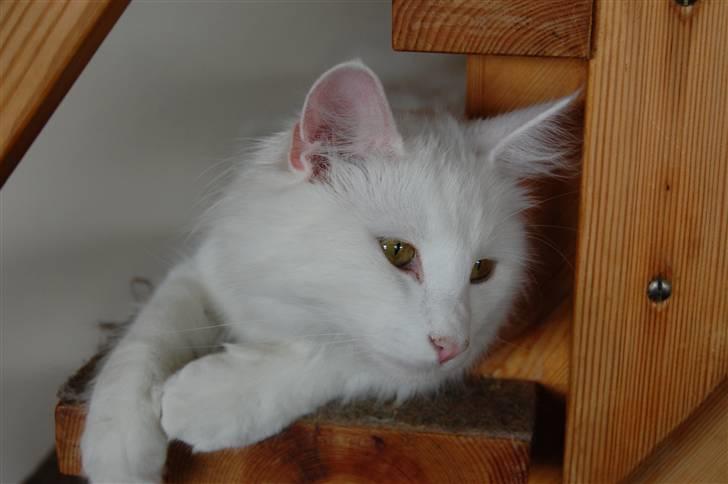 Norsk Skovkat Ice billede 9