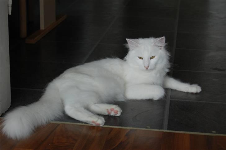 Norsk Skovkat Ice billede 10