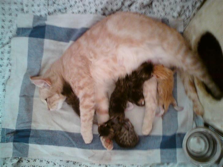 Huskat Molly billede 6