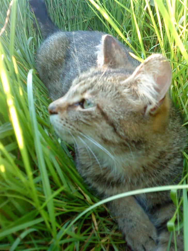 Huskat Maxi Junior R. I. P. - Maxi d. 31.05.2009 billede 16