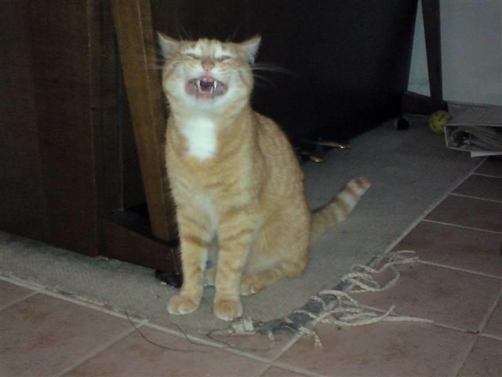 Huskat Viktor Borge - Ja, sådan ser jeg altså ud! billede 13