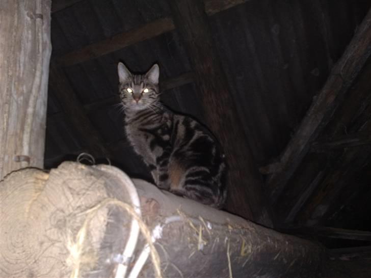 Blanding af racer Shanti billede 6