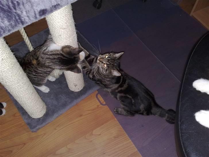 Blanding af racer Shanti billede 7