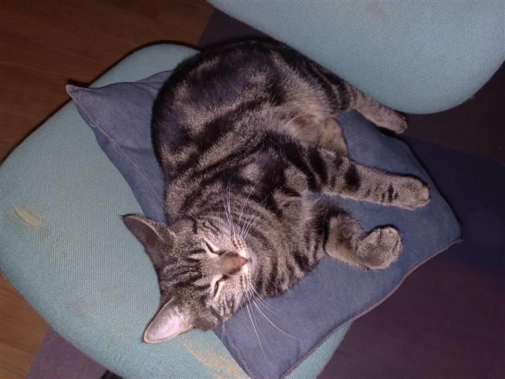 Blanding af racer Shanti billede 8