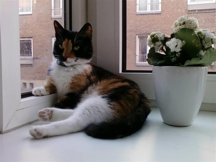 Blanding af racer Baby billede 1