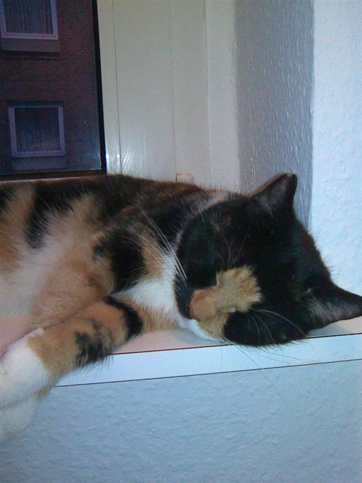 Blanding af racer Baby billede 2