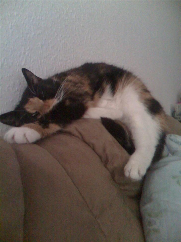 Blanding af racer Baby billede 3