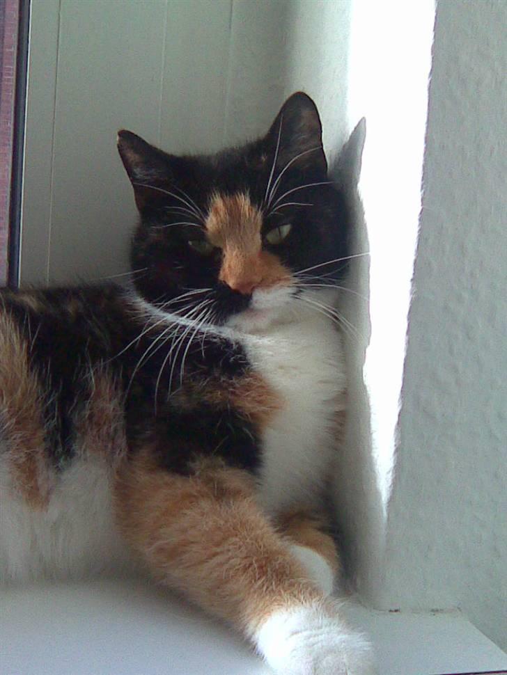 Blanding af racer Baby billede 4