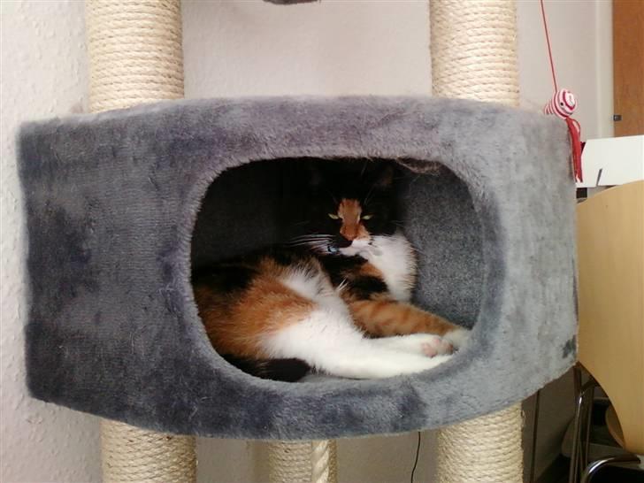 Blanding af racer Baby billede 5