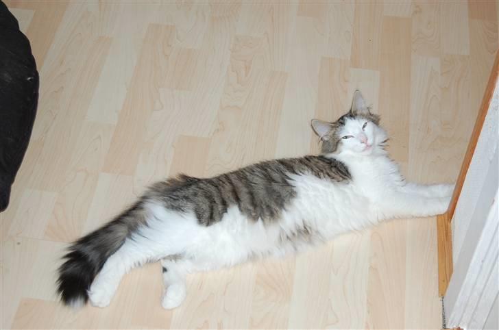 Norsk Skovkat DK Øxenholdts Aragon billede 1