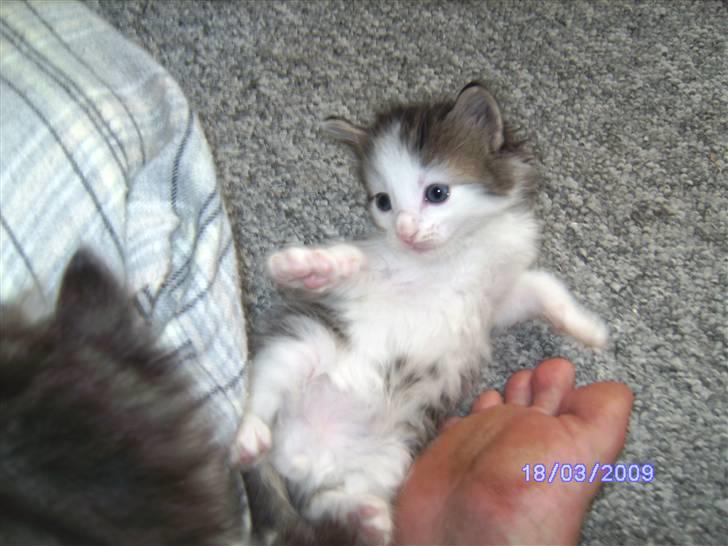 Norsk Skovkat DK Øxenholdts Aragon billede 2