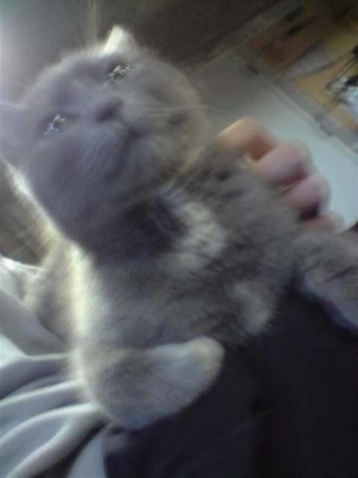 Blanding af racer Kopernikus (død) billede 1