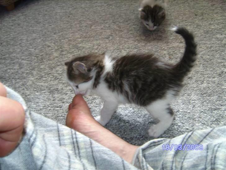 Norsk Skovkat DK Øxenholdts Aragon billede 3