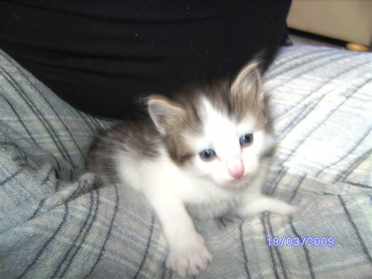 Norsk Skovkat DK Øxenholdts Aragon billede 4