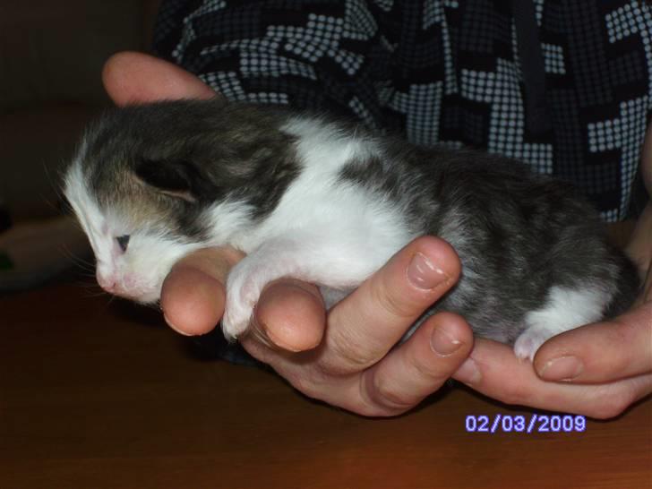 Norsk Skovkat DK Øxenholdts Aragon billede 5