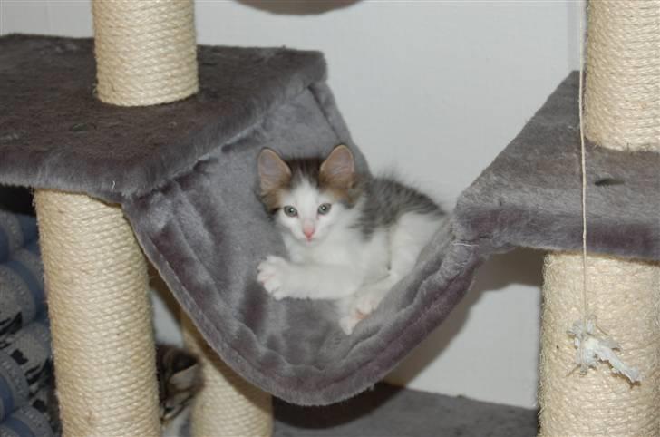 Norsk Skovkat DK Øxenholdts Aragon billede 6