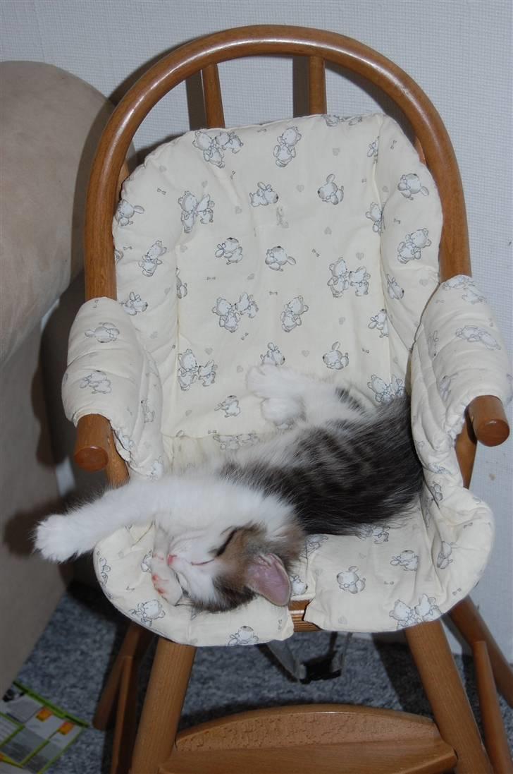 Norsk Skovkat DK Øxenholdts Aragon billede 7