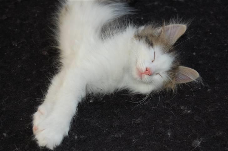 Norsk Skovkat DK Øxenholdts Aragon billede 8