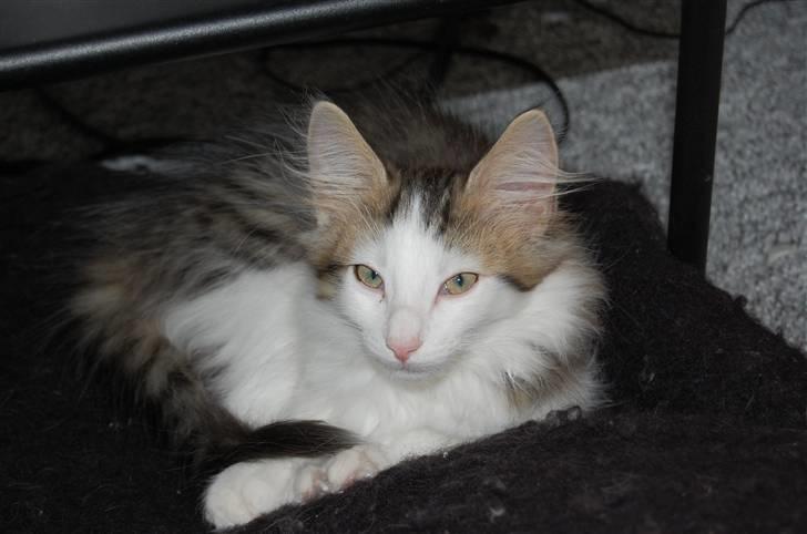 Norsk Skovkat DK Øxenholdts Aragon billede 9