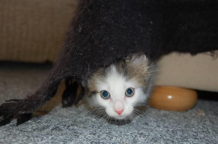 Norsk Skovkat DK Øxenholdts Aragon billede 10