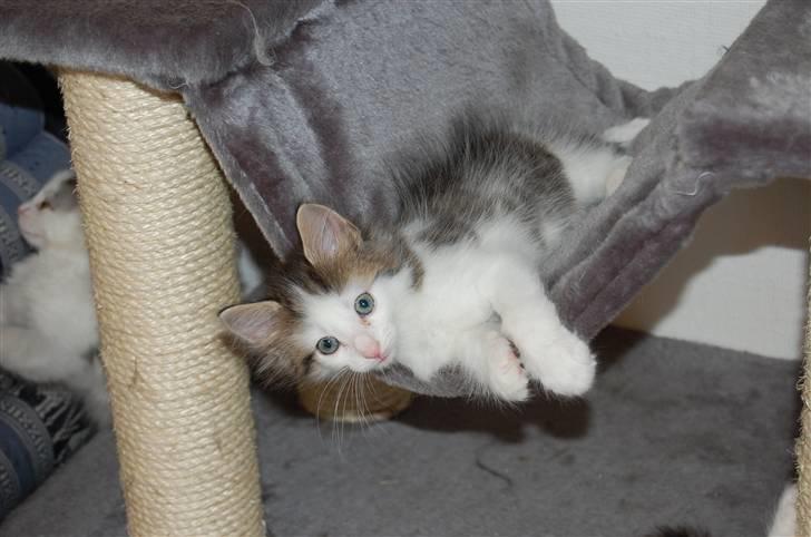 Norsk Skovkat DK Øxenholdts Aragon billede 11