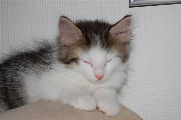 Norsk Skovkat DK Øxenholdts Aragon billede 12