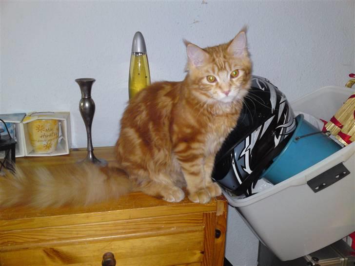 Maine Coon Fister billede 13