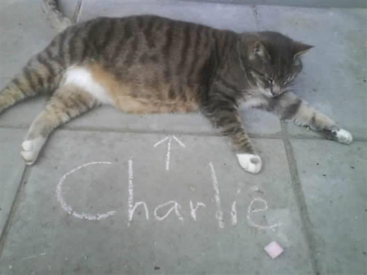 Huskat Charlie billede 13