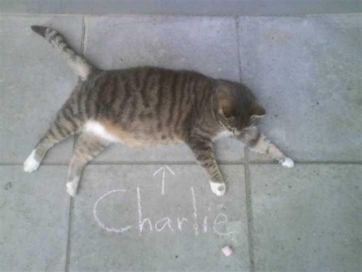 Huskat Charlie billede 14