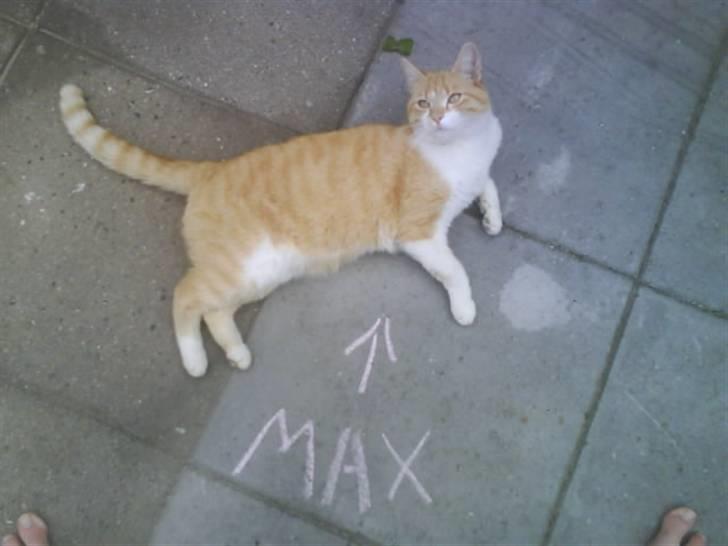 Huskat Max billede 18