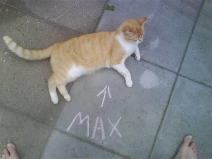 Huskat Max billede 19