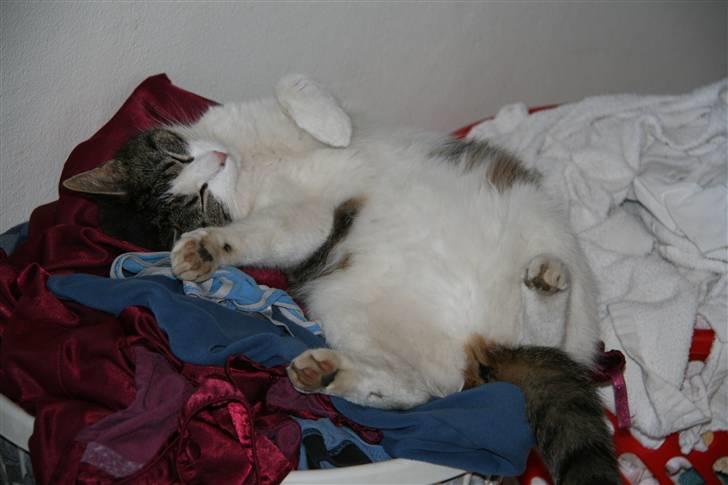 Huskat Nullemor - Ae, det er lækkert, vaske tøj :D  billede 11