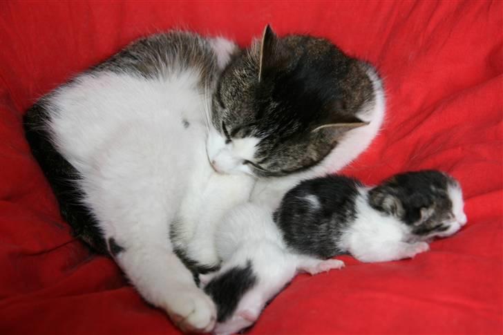 Huskat Nullemor - Nuller med kilinger <3 billede 12