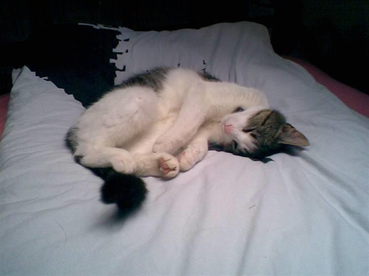 Huskat Nullemor - Ae ae, sove :D billede 13