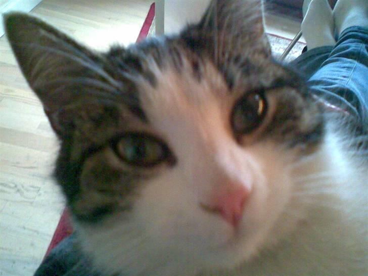 Huskat Nullemor - Hovedebillede ;D <3 billede 14