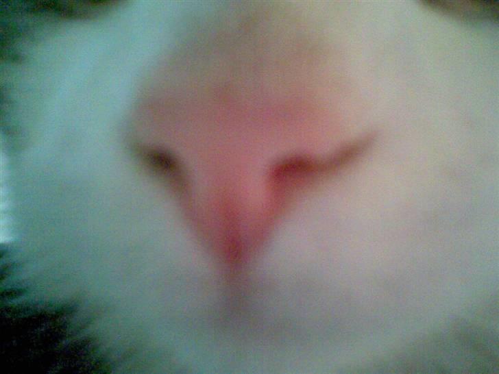 Huskat Nullemor - Nullers næse <3 billede 15